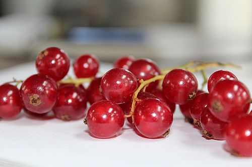 Фото пресс-службы Красноярского филиала ФГБУ "ЦОК АПК"